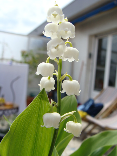 muguet.jpg