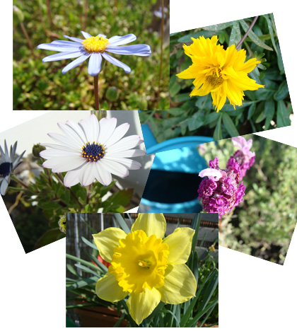 Frühling auf unserer Terrasse